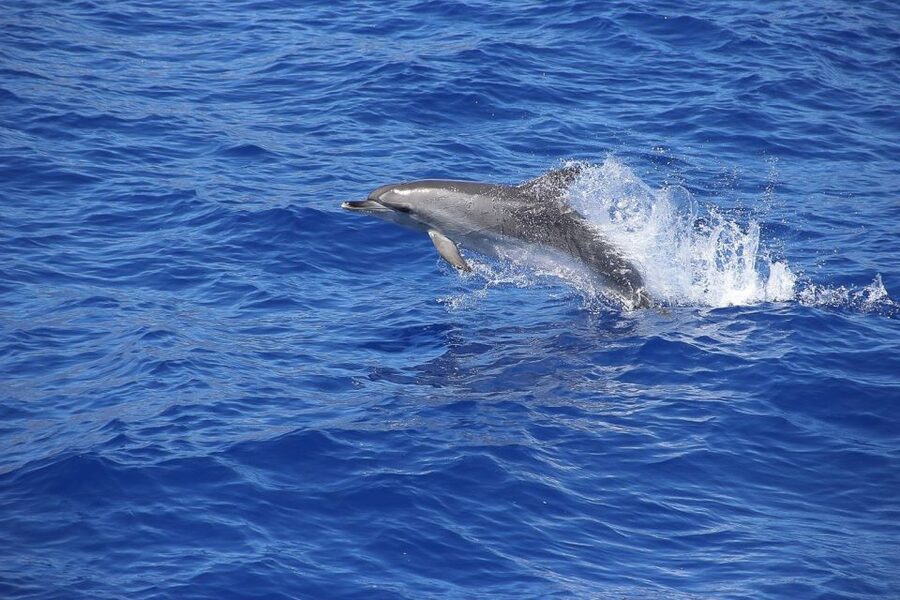 Madeira: Funchal Sunset Tour by Catamaran - Price and value: is $47 worth it?