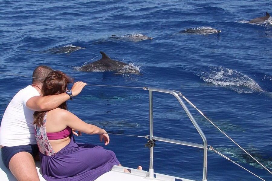 Madeira: Funchal Sunset Tour by Catamaran - Watching dolphins and whales: how the crew turns searching into a moment