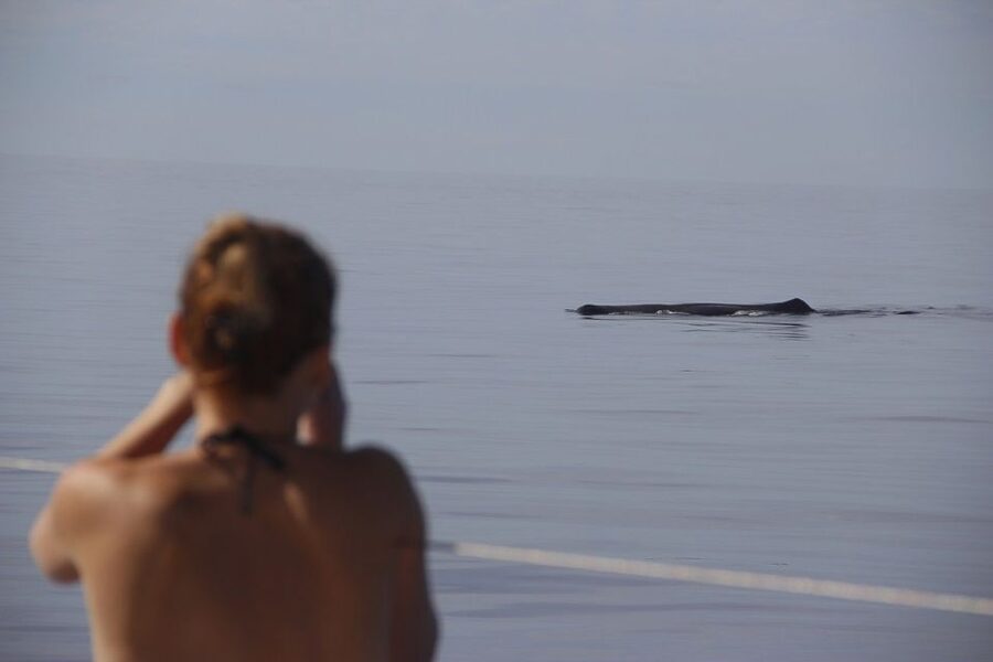Madeira: Funchal Sunset Tour by Catamaran - Cabo Girao cliff stop: swimming and snorkeling off Madeira’s dramatic edge