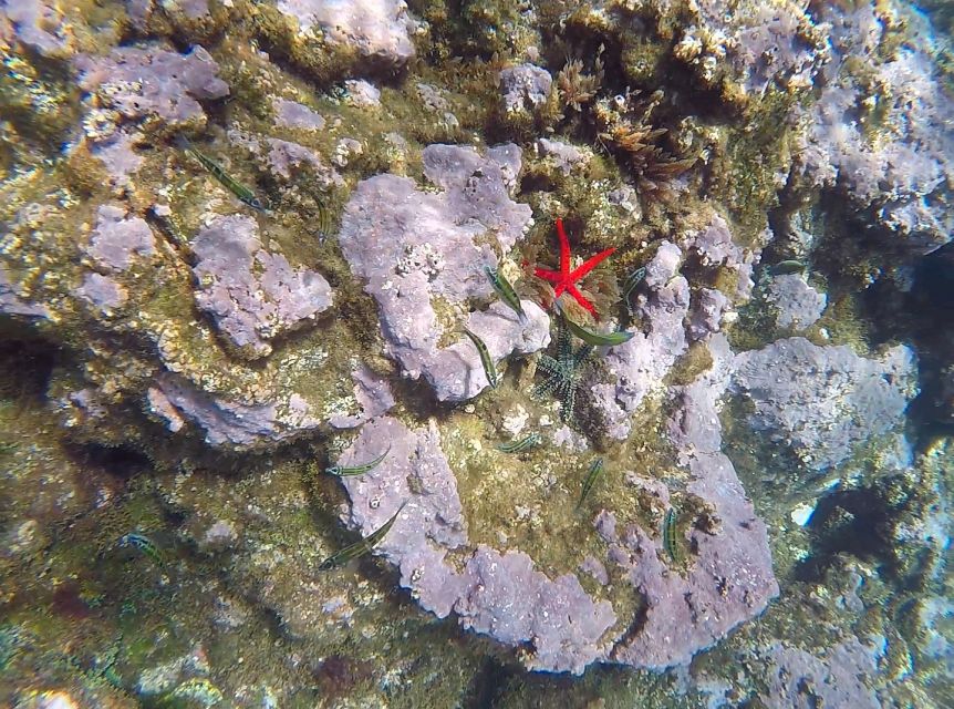 Madeira: Garajau Nature Reserve Kayak and Snorkel Tour - Snorkeling in Crystal-Clear Water for Native Marine Life