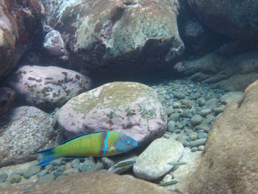 Madeira: Garajau Nature Reserve Kayak and Snorkel Tour - Weather Backup: Exploring From the Kayak Instead of the Outside Water