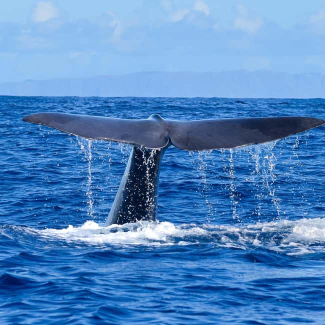 Madeira: Guaranteed Whales or Dolphins Watching Tour - Quick hits before you go