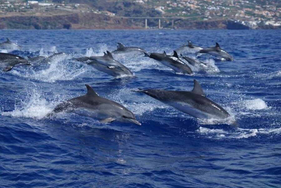 Madeira: Guaranteed Whales or Dolphins Watching Tour - Should you book this Madeira whale and dolphin tour?