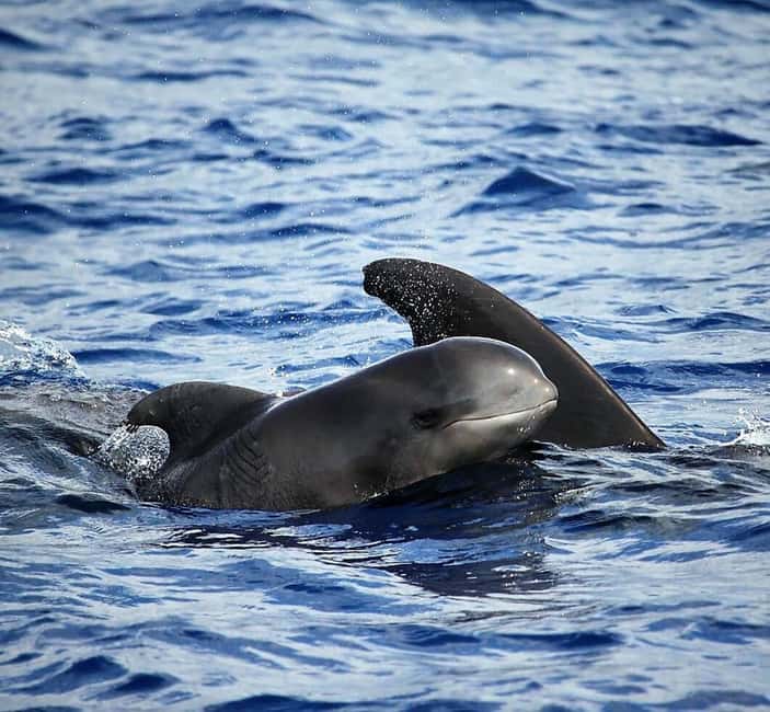 Madeira: Guaranteed Whales or Dolphins Watching Tour - How the crew finds whales and dolphins, without chasing