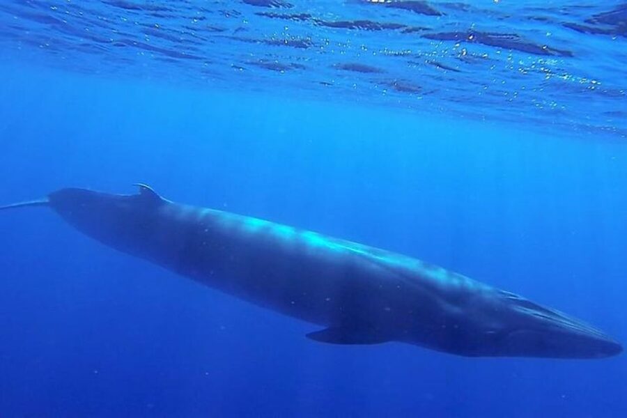 Madeira: Guaranteed Whales or Dolphins Watching Tour - What you can see off Madeira: dolphins, whales, and surprise wildlife