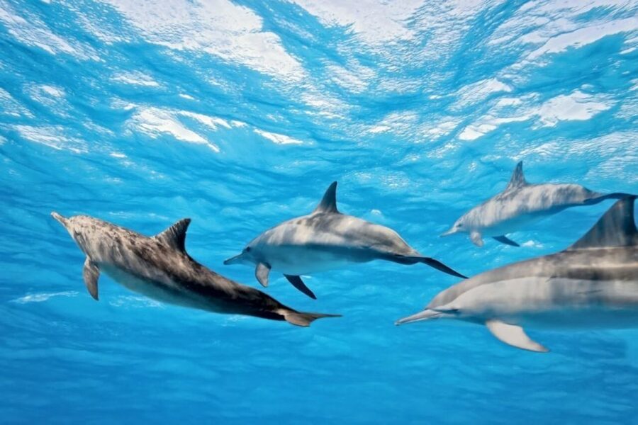 Madeira: Guaranteed Whales or Dolphins Watching Tour - The ethical, eco-minded viewing rules you will actually feel