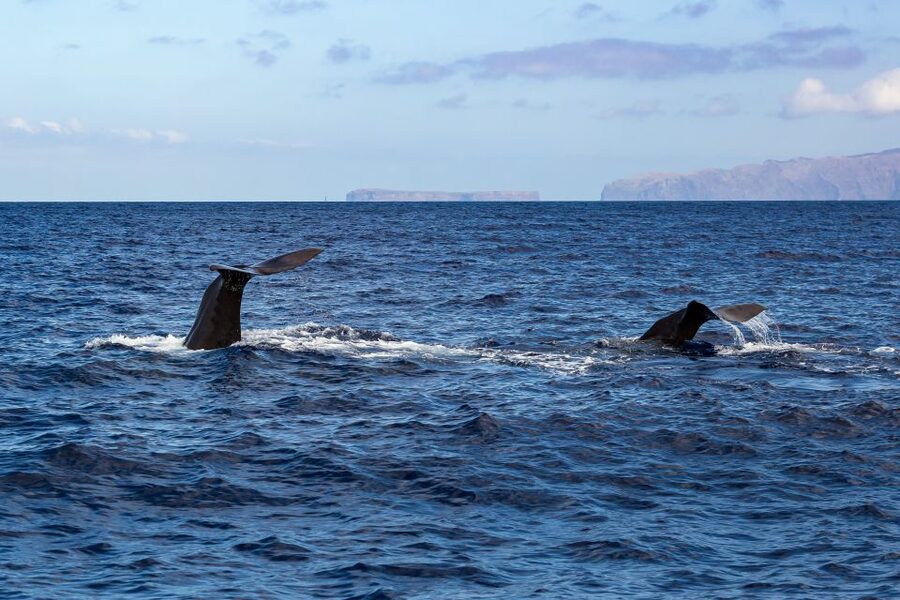 Madeira: Guaranteed Whales or Dolphins Watching Tour - Comfort on the water: what to expect from a speed-boat morning