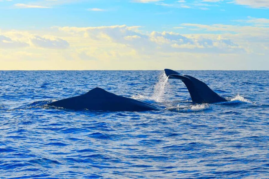 Madeira: Guaranteed Whales or Dolphins Watching Tour - Price and value: is $55 worth it in Madeira?