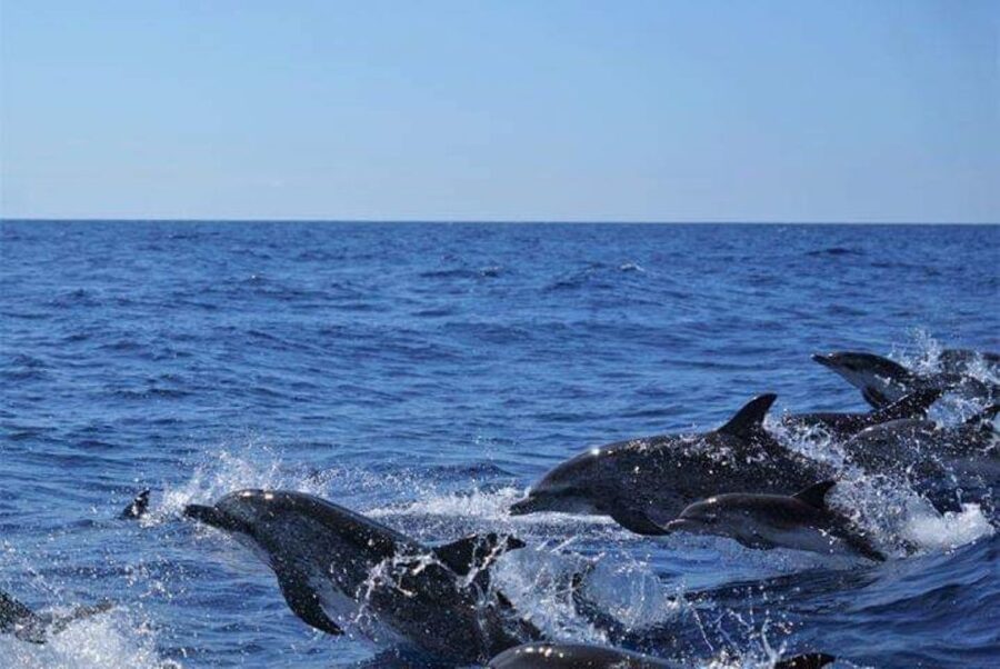 Madeira: Guaranteed Whales or Dolphins Watching Tour - Who this tour is best for, and who should skip