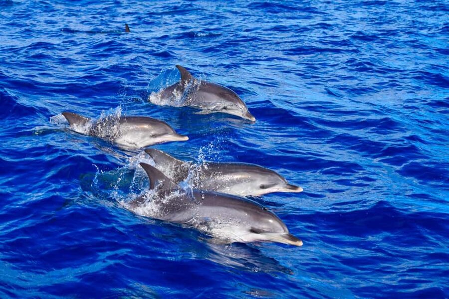Madeira: Guaranteed Whales or Dolphins Watching Tour - The 2-hour high-speed cruise on a custom-made whale-watching boat