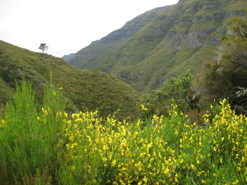 Madeira: Guided Full-Day Rabaçal Walk - The Levada of 25 Fontes maintenance path: walking with purpose