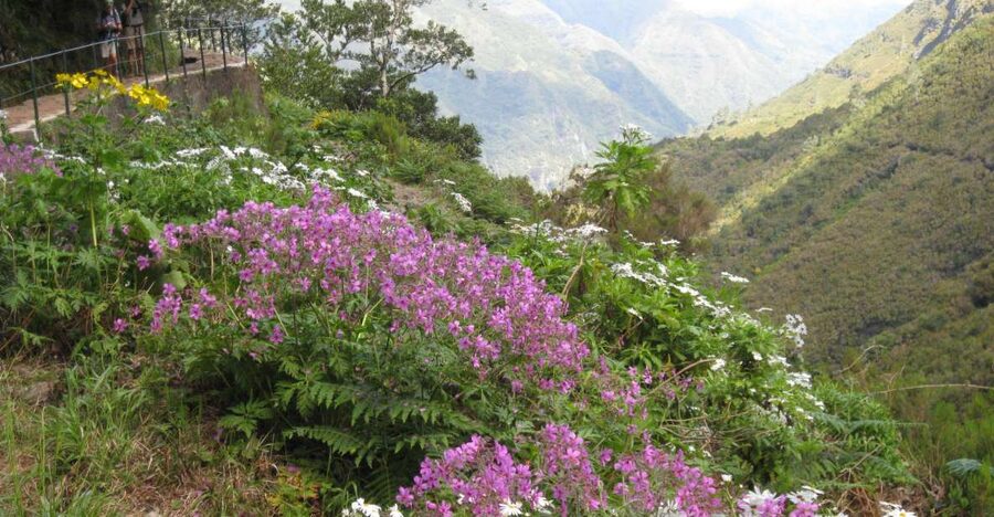 Madeira: Guided Full-Day Rabaçal Walk - Risco Waterfall, where the walk earns its first payoff