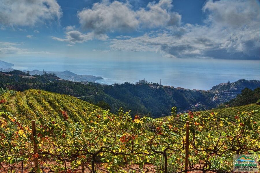Madeira: Half-Day Nun's Valley and Sea Cliff Tour - Price and value at $55 per person, what’s included and what isn’t