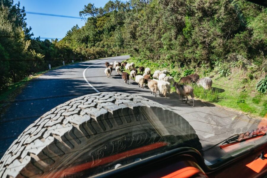 Madeira: Half-Day Pico Arieiro Jeep Tour - Price and Value: Is $45 Worth It for This Much Variety?
