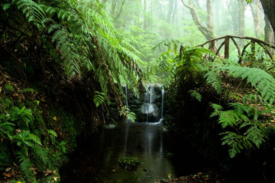 Madeira Island: Caldeirão Verde Levada Walk - What I think the guides do best (and why it matters)