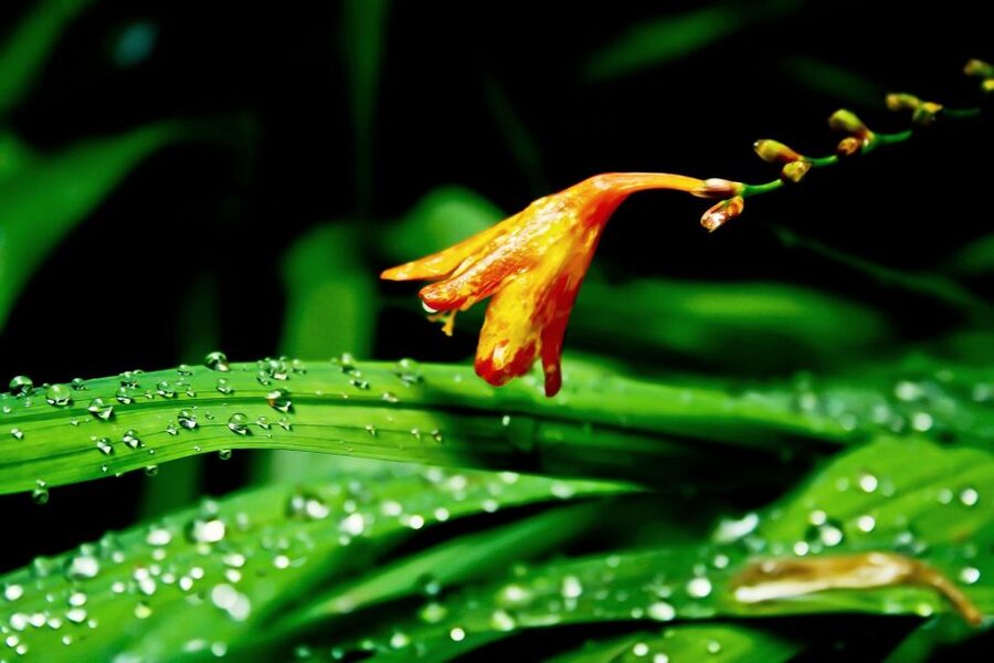 Madeira Island: Caldeirão Verde Levada Walk - Price and what you really pay for at $54
