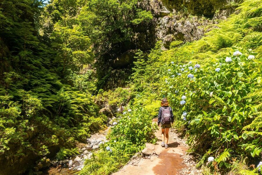 Madeira: Jungle Fever Levada Caldeirao Verde Hike Santana - Why Levada Caldeirão Verde Matters in Madeira
