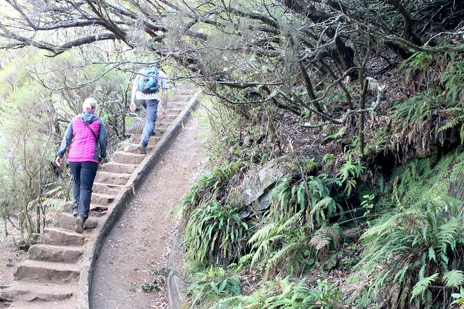 Madeira Lakes - Levada do Alecrim - Timing, transfers from Funchal, and how to avoid a stress spiral