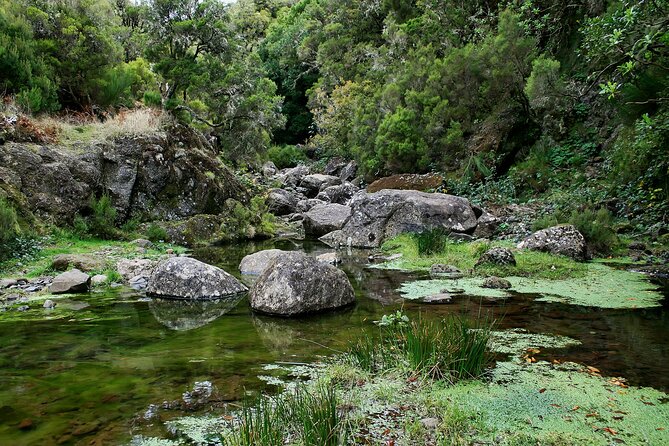 Madeira Levada Walk - Rabacal Lakes and Fountains - Duration, pace, and what moderate fitness means here