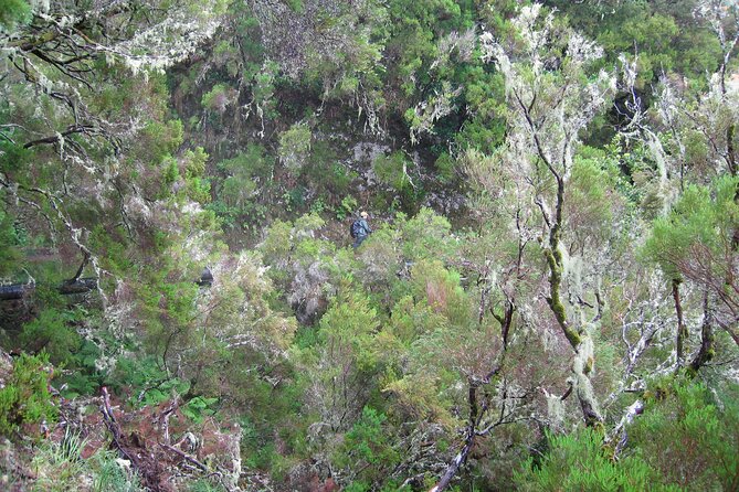 Madeira Levada Walk - Rabacal Lakes and Fountains - Entering the levada world of Laurisilva Forest