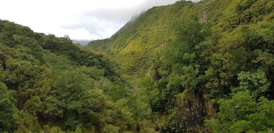 Madeira: Mountain Walk with Lagoon and Waterfalls - Guide time and safety: why the professional matters