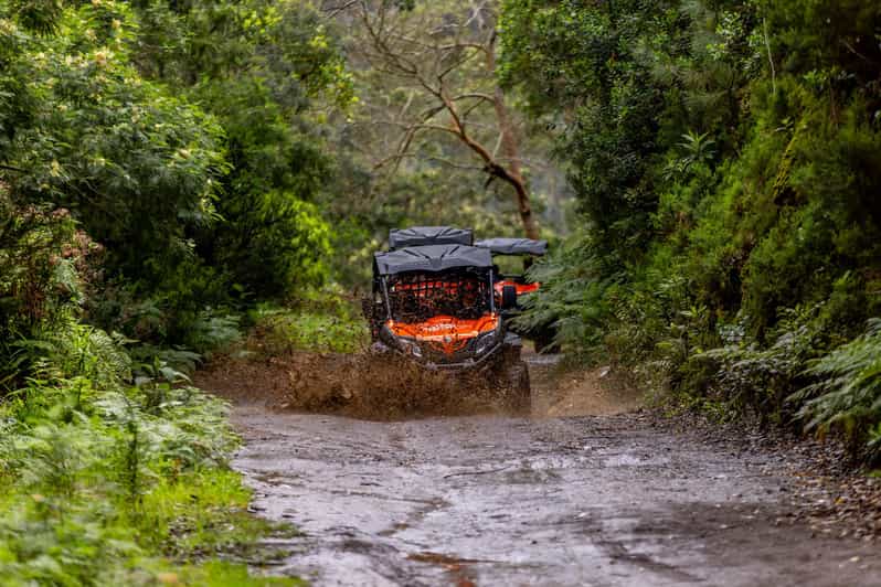 Madeira: Off-Road Buggy Adventure Through Laurissilva Forest - What Makes Laurissilva Forest Different From Any Other Nature Day