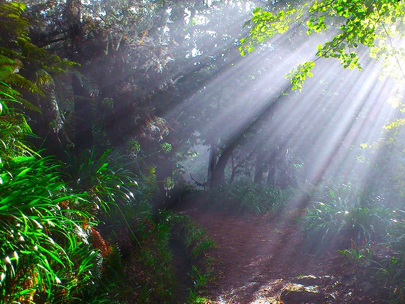 Madeira: Paradise Valley Levada Walk - Key things to know before you go