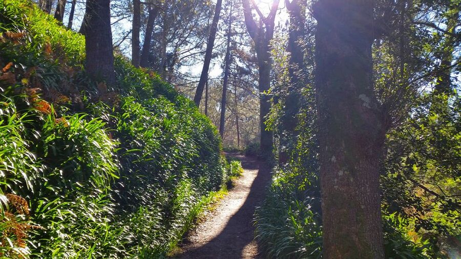Madeira: Paradise Valley Levada Walk - Best for: who will enjoy Paradise Valley the most