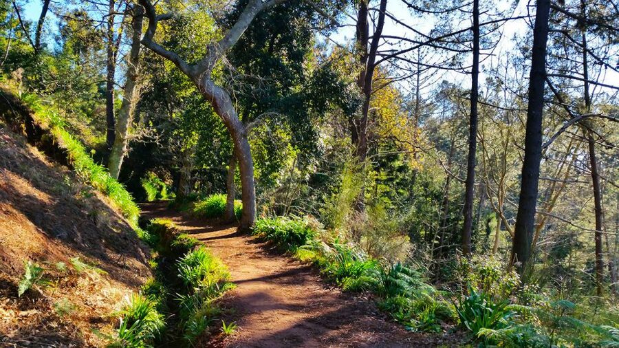 Madeira: Paradise Valley Levada Walk - Hidden forest section: the quiet part of Madeira you actually feel