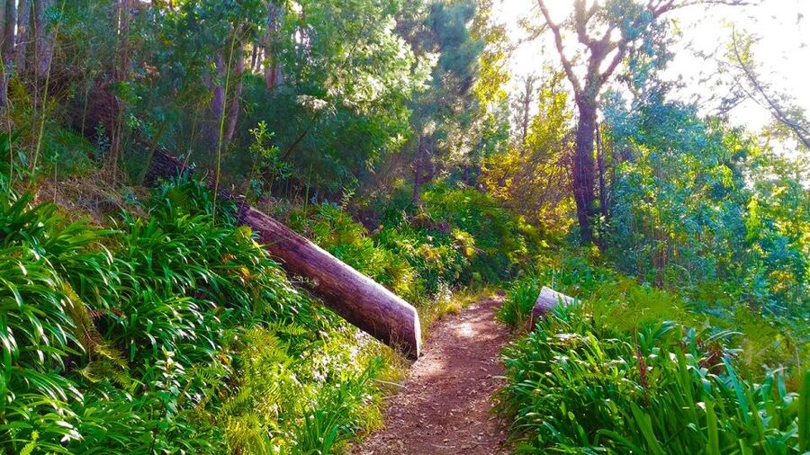 Madeira: Paradise Valley Levada Walk - Gardens, cultivated terraces, and the Camacha panorama