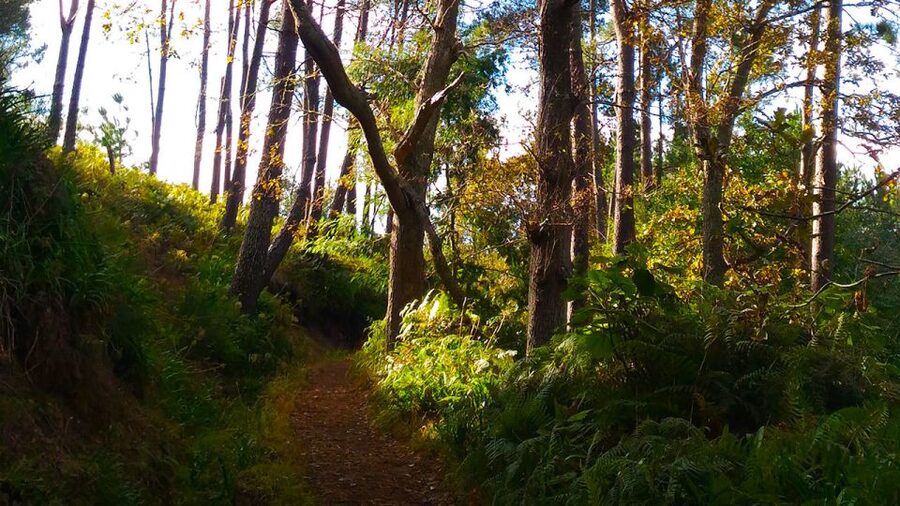 Madeira: Paradise Valley Levada Walk - Mid-walk café stop: snacks and drinks you can buy along the route