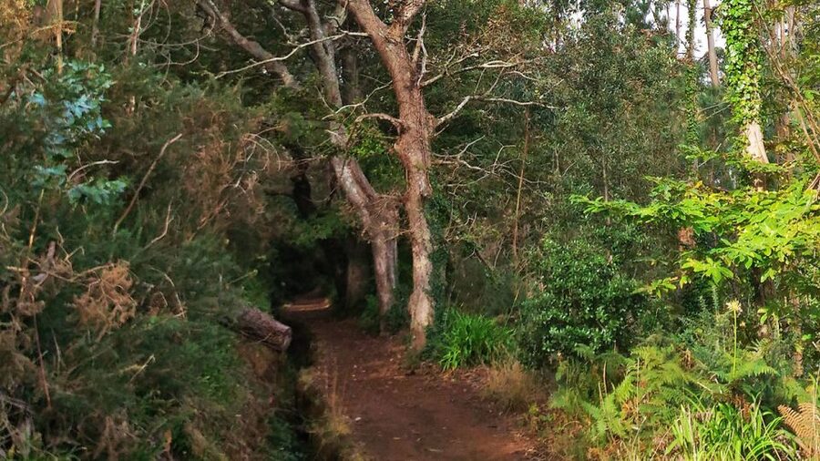 Madeira: Paradise Valley Levada Walk - Price and value: is $38 a good deal?