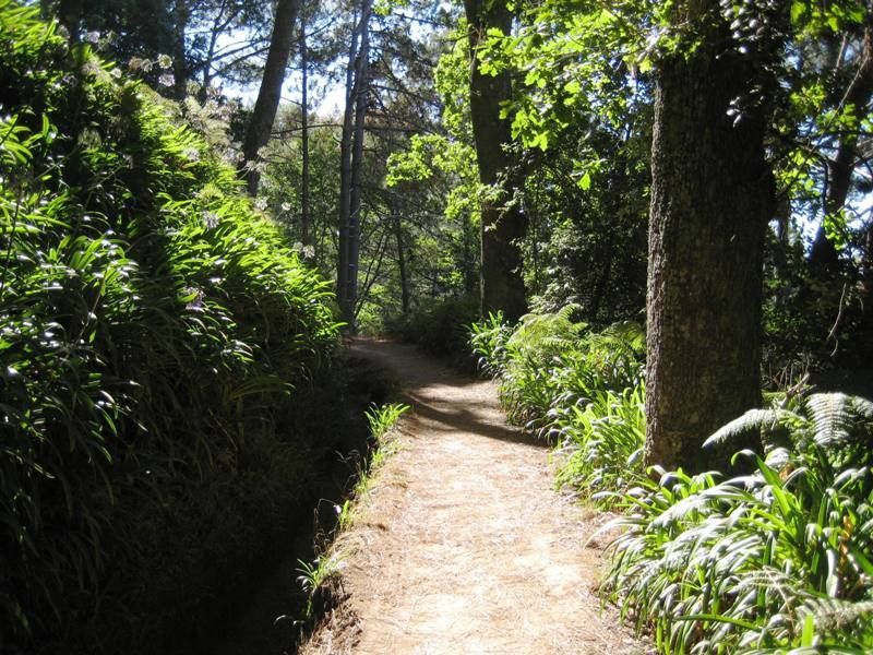 Madeira: Paradise Valley Levada Walk - Your 4-hour plan from pickups to Rochão