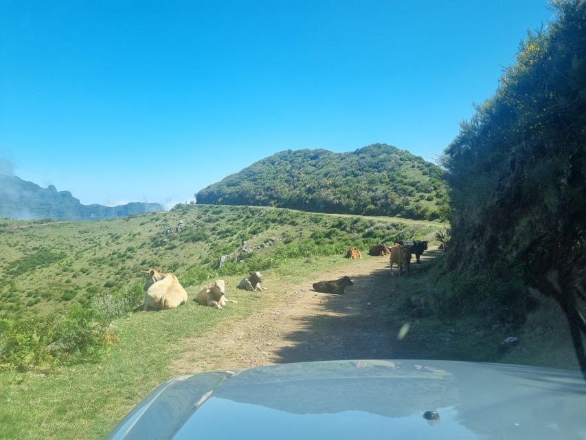Madeira: Picturesque Peaks and Skywalk private 4x4 Jeep tour - Private 4x4 in Madeira: why this route feels different