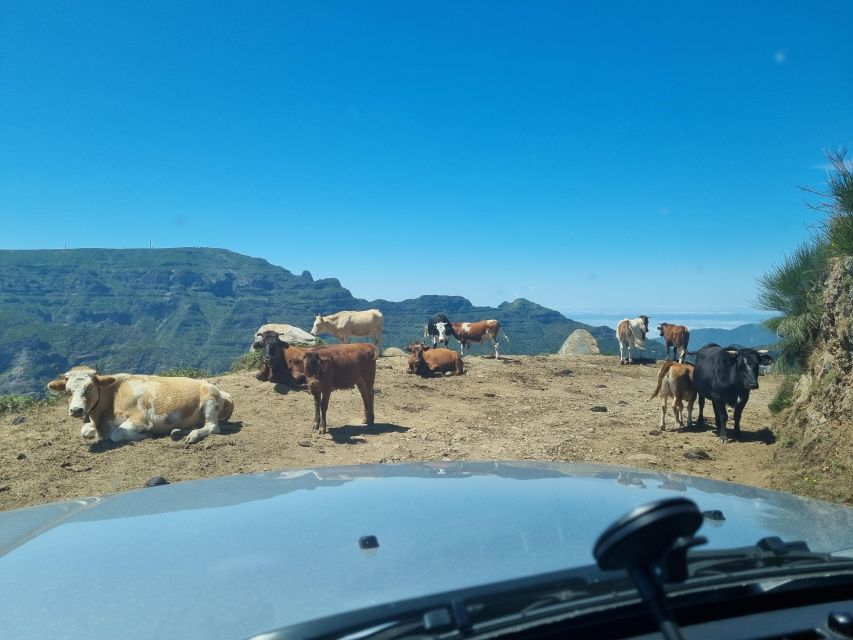 Madeira: Picturesque Peaks and Skywalk private 4x4 Jeep tour - Getting to the island center from Funchal, without wasting half a day