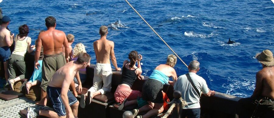 Madeira Pirate Ship: 3-Hour Boat Trip - Dolphins and whales spotting, and how to actually get good at it