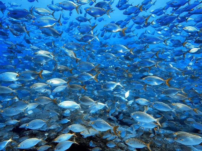 Madeira: Ponta de São Lourenço Snorkeling Boat Trip - The geology lesson you get while the coast looks wild
