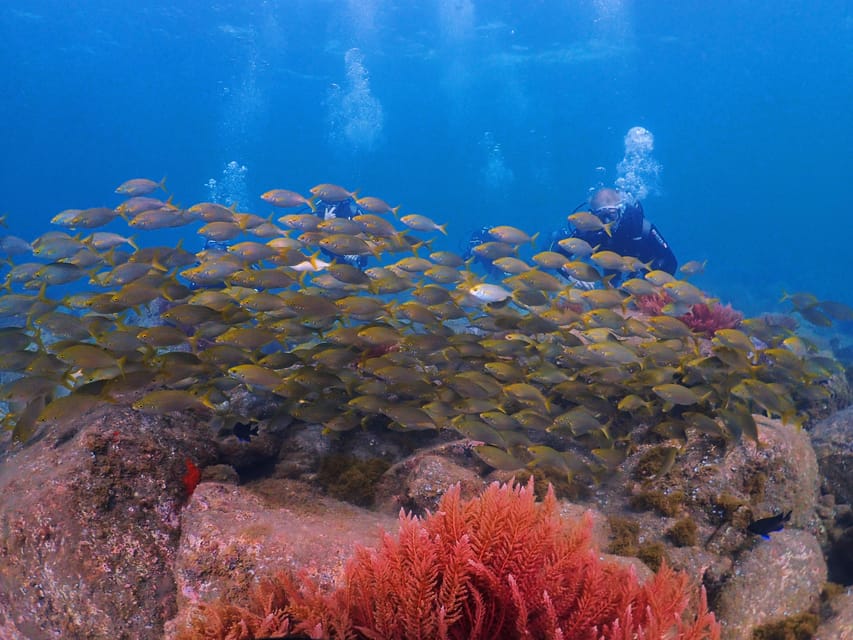 Madeira, Ponta São Lourenço: Scuba Diving for Beginners - Instructor Quality Makes or Breaks Your First Time