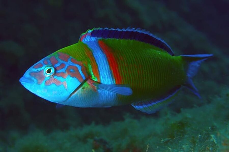 Madeira, Ponta São Lourenço: Scuba Diving for Beginners - What the Equipment and Certificate Include