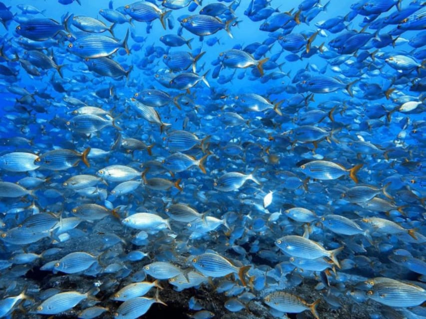 Madeira, Ponta São Lourenço: Scuba Diving for Beginners - Price and Value at About $53 Per Person