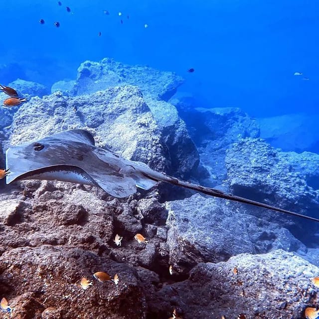 Madeira, Ponta São Lourenço: Scuba Diving for Beginners - Who Should Book, and Who Should Skip It