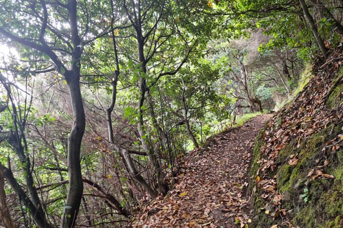 Madeira Porto da Cruz to Machico Self Hiking Tour with Transfer - Getting to the trailhead: the transfer and timing you’ll want