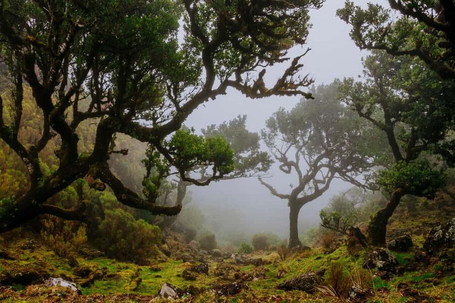 Madeira: PR 18 - Levada do Rei Hike Transfer - Where the hike starts: Quebradas and the first steps into PR18