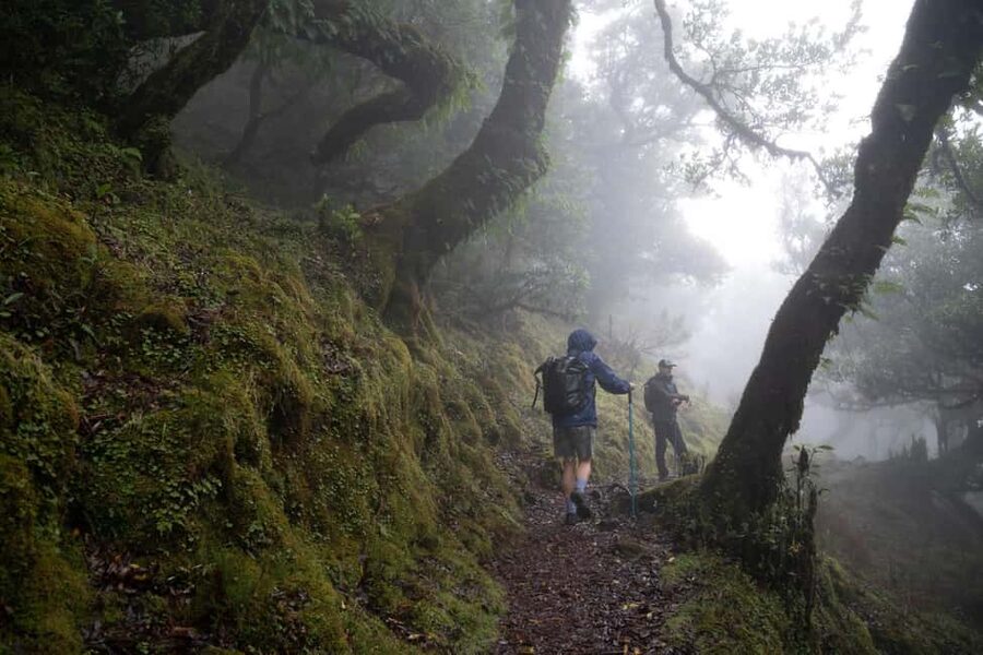 Madeira: PR 9 - Levada do Caldeirão Verde Hike Transfer - Pickup in Funchal, Caniço, and Garajau, then straight to Pico das Pedras