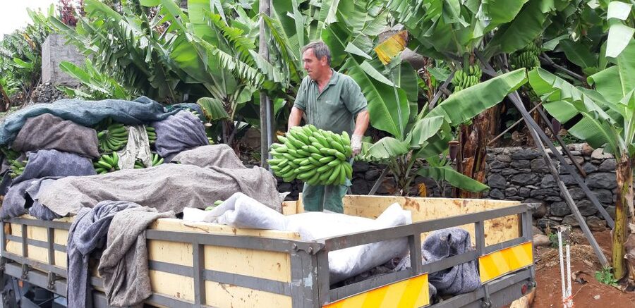Madeira: Private Banana Farm Tour with Pickup - Key Points to Know Before You Go