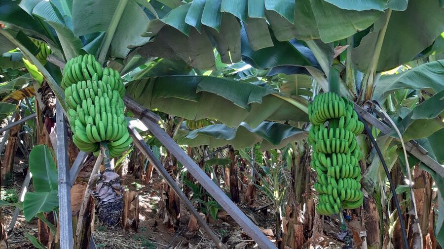 Madeira: Private Banana Farm Tour with Pickup - Banana Farming in Madeira: Why a Small Island Grows a Big Crop