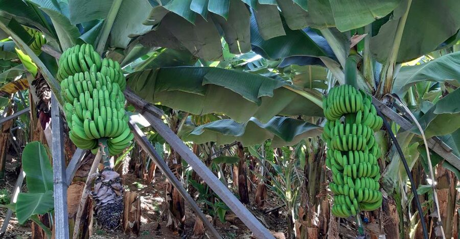 Madeira: Private Banana Farm Tour with Pickup - The Banana Farm Stop in Funchal: What You’ll See Up Close