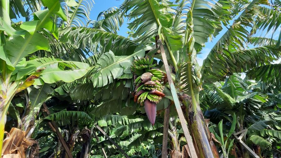 Madeira: Private Banana Farm Tour with Pickup - Banana to Taste: Turning Facts Into a Simple Souvenir