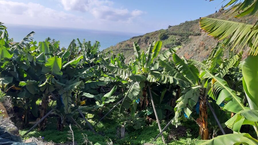 Madeira: Private Banana Farm Tour with Pickup - What to Bring for a Rain-or-Shine Farm Walk