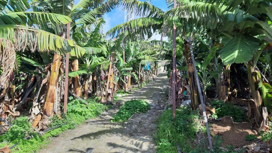 Madeira: Private Banana Farm Tour with Pickup - Price and Value: Is $212 per Group Fair?